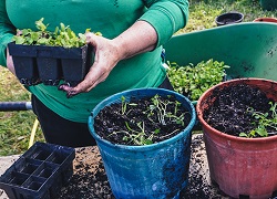 A photo of a person planting plants in pots
