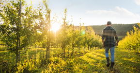 orchard worker