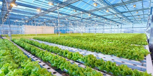 Not content with lifting export destinations for its high-tech automated growing systems from 14 to 45 countries in the past three years, Auckland-based Autogrow is setting up shop in America's fresh produce-growing heart, California.  It is also moving into artificial intelligence (AI) to help feed growing populations and improve the profitability of under-pressure indoor growers and farmers.