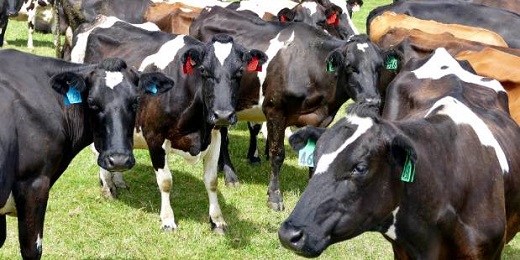 Dairy herd improvement company CRV Ambreed's latest team of proven sires includes four new "environmentally friendly" bulls which pass lower nitrate levels through their urine onto soils. Daughters from these bulls are expected to produce less nitrogen, potentially helping farmers reduce their environmental footprint.