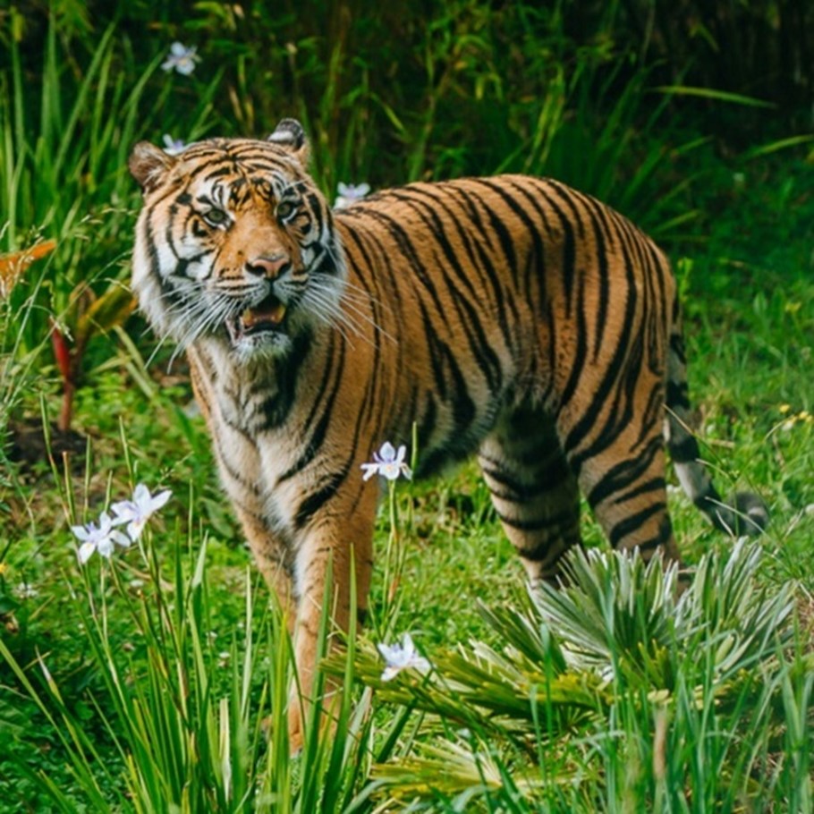 Auckland Zoo Tiger