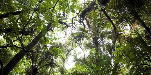 A forest glade in Auckland's Waitākere Ranges. Flag carrier Air New Zealand plans to establish a private afforestation fund focused on regional New Zealand, in cooperation with MPI and the Ministry for the Environment - as it joins a global push among airlines for carbon-neutral growth after 2020.