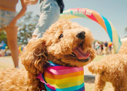 A photo of a dog wearing a rainbow scarf
